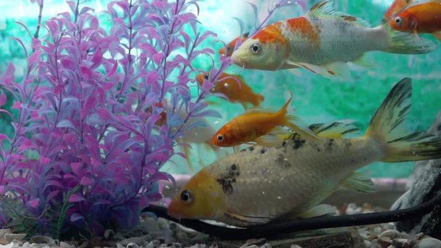 Group of Goldfish in aquarium with more fish, gentile moving their fins to float underwater between more fishes