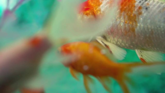Goldfish in aquarium with more fish, gentile swimming underwater between more fishes