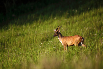 Male Barking deer (Muntiacus Muntjac) standing at the ridge