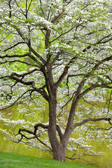 Flowering Dogwood, Spring Background