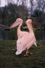Pelicans