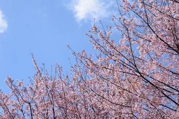 桜