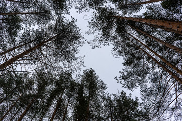 Trees in the winter sky