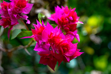 Fucsia Flowers