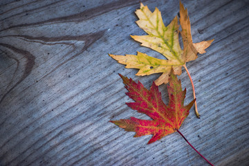 Naklejka na ściany i meble The Leaves in Autumn