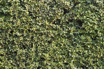 Green leaves background or the naturally walls texture