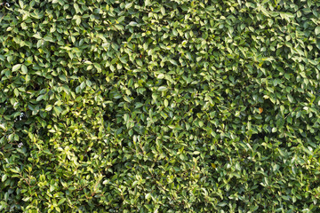 Green leaves background or the naturally walls texture