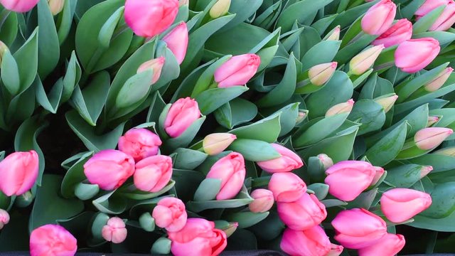 Blooming tulips with buds on a background of green foliage swaying under the influence of wind in the open Windows to ventilate the greenhouses