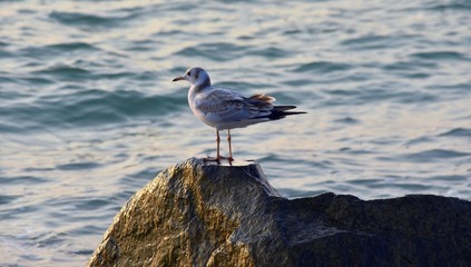 The seagull sits on a stone by the sea in summer