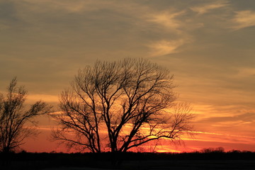 Fototapeta na wymiar Kansas Tree Silhouette with colorful clouds