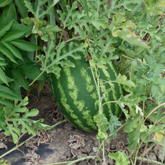 Obraz premium The growing water-melon in the field