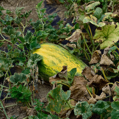 Naklejka premium The growing water-melon in the field
