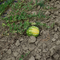 The growing water-melon in the field