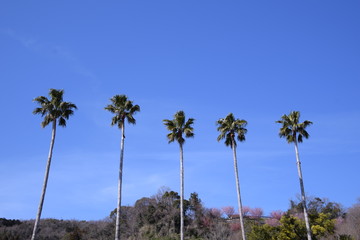 Obraz premium ヤシの木