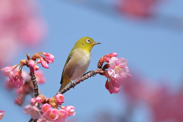 河津桜とメジロ