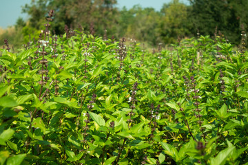 Obraz premium Greenery Basil farm with the flower growing in Asia.
