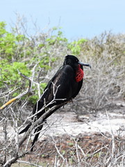 Colorful frigate bird fregata minor sitting on a branch