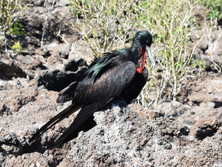 Colorful frigate bird fregata minor sitting on a stone