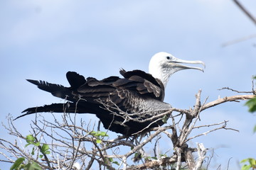 Juvenile frigate bird fregata minor sitting on a branch