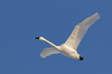 Tundra Swan in Flight