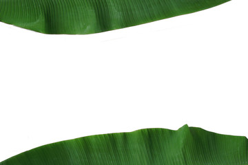 Green banana leaves on white background