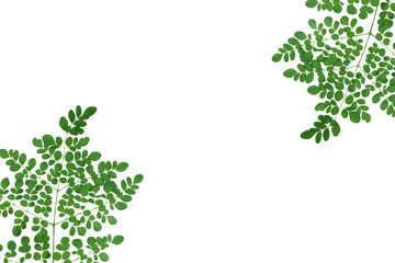 Moringa leaves have medicinal properties on white background