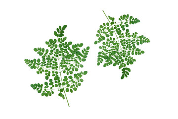 Moringa leaves have medicinal properties on white background
