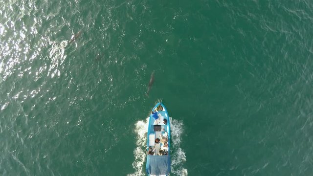 Aerial cenital plane shot of a boat and a group of dolphins playing, Loreto Bay National Marine Park, Baja California Sur.