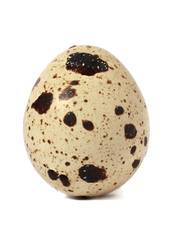 Quail egg macro close-up isolated on white