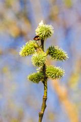 Willow (Salix) branch with flowering inflorescences in spring