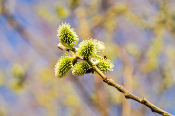 Willow (Salix) branch with flowering inflorescences in spring