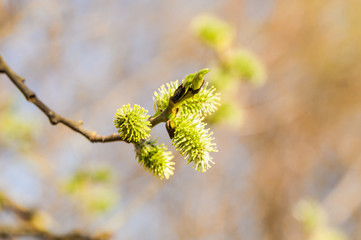Willow (Salix) branch with flowering inflorescences in spring