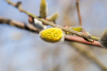 Flowering goat willow (Salix caprea) in spring