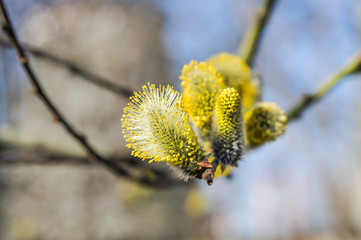 Flowering goat willow (Salix caprea) in spring