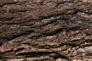Textured texture of burnt bark of a tree. Scratches, cracks, dust, moss. Can be used as background for lettering or design.