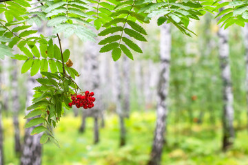 Ripe rowan berries on a branch in the forest after the rain.