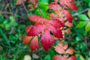 A branch with red leaves in the forest after the rain. Blurred background.