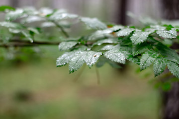 A branch with green leaves in the forest after the rain. Blurred background.