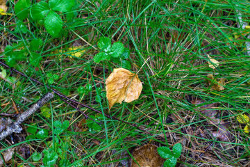 Yellow leaves on the grass in the fall in the forest after the rain.