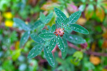 A plant with seasonal leaves in the forest. Raindrops and blurred background.