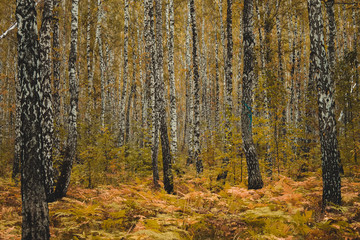 Autumn forest, birch trees with yellow leaves, yellow vegetation.