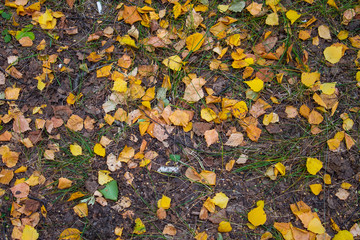 Yellow leaves on the grass in the fall in the forest after the rain.
