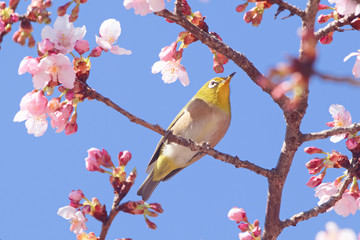 メジロと河津桜
