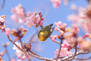 メジロと河津桜