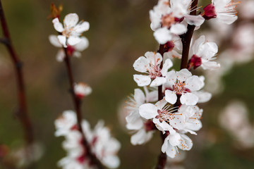 Flowering fruit tree branch. Spring blooming apricot.