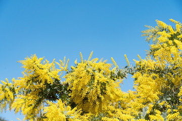 Obraz premium ミモザ