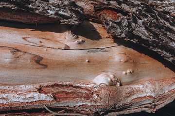 Textured bark of a tree. Scratches, cracks, dust, moss. Can be used as background for lettering or design.