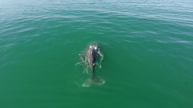 Aerial shot of a Gray Whale with her calf in the Ojo de Liebre lagoon, Biosphere Reserve of El Vizcaino, Baja California Sur