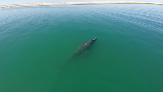 Aerial drone shot of a Gray Whale with her calf in the Ojo de Liebre lagoon, Biosphere Reserve of El Vizcaino, Baja California Sur