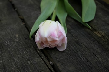 Beautiful delicate pale pink fresh natural art tulip spring macro